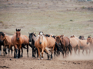 В Башкортостане обсудят проблемы племенного разведения лошадей и переработки продукции коневодства